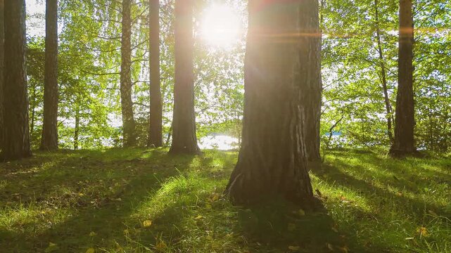 Autumn pine forest by the river with moving camera