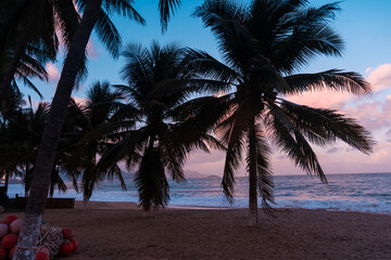 Palm tree silhouette at sunset  and ocean view.