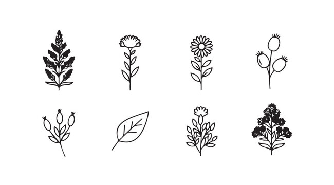 Set of botanical line drawings rustic botanical sketches hand drawn floral elements for design vector