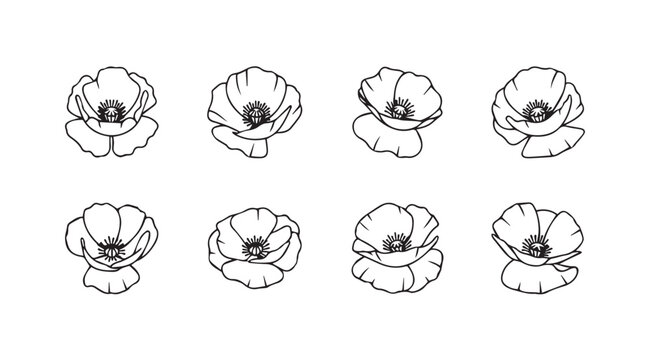 Set of eight delicate hand drawn poppy flower line art sketches isolated on white vector