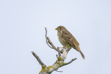 Corn bunting perched on branch with cloudy summer sky background Illmitz Austria