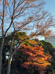 都心散歩　晩秋の浜離宮の紅葉