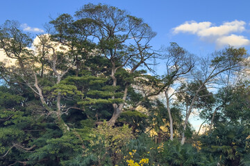 都心散歩　晩秋の浜離宮の紅葉