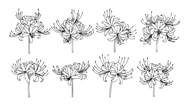 Set of delicate hand drawn lycoris radiata flowers blooming in clusters artistic botanical sketch vector