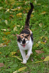 Obraz premium Calico cat tortoiseshell-and-white cat tricolor coat fauna nature pet animal