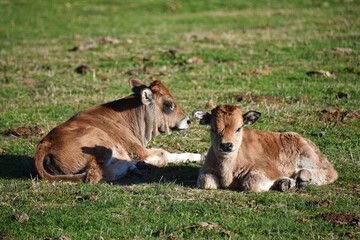 Two calves young cattle young cows bulls red color lying on the grass fauna nature livestock cow milk animal pasture