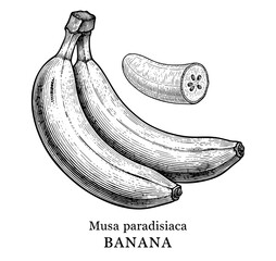 Banana bunch with cross-section, vintage engraving