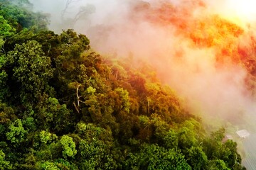 Stunning aerial view captures a winding country road dividing lush green forest from arid brown landscape