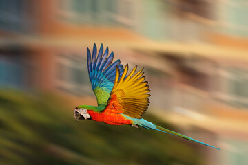 Macaw parrot is flying at high speed in the public park.