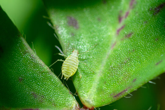 Selective focus on a aphid, genus Acyrthosiphon