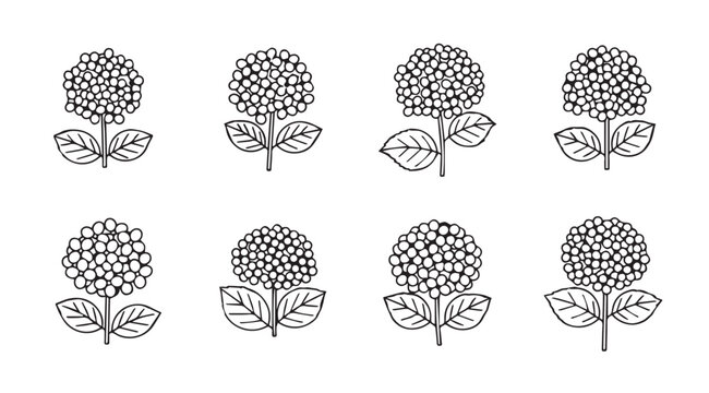 Collection of eight delicate black and white hydrangea flower line drawings with leaves and stems vector