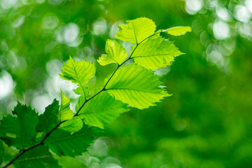 Green leaf in the sun's rays on a blurred background.