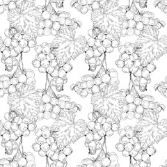 Grape. Seamless botanical pattern with grape vine branches with leaves and berries on a white background. Hand drawn illustration. Template for kitchen design, food packaging, textiles, interior