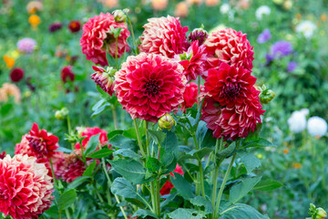Dahlias flowers bush in the garden. Red color flower bud. Petal Plant dahlia bloom.