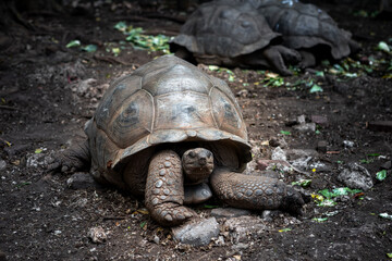 A big and beautiful turtle in the park. Beautiful turtle.