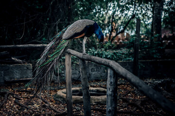 A large and beautiful peacock. A colorful bird.