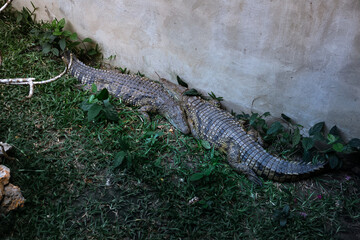 Two crocodiles on the grass. Large predatory reptiles.