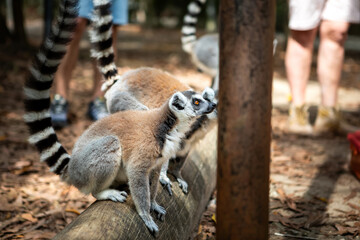 A small, beautiful lemur. A wild animal.