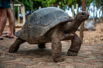 A big and beautiful turtle in the park. Beautiful turtle.