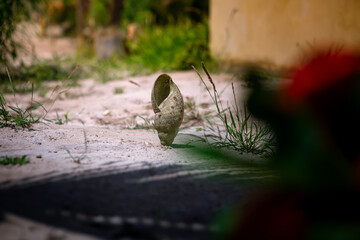 A large and beautiful shell. A sunny summer day.