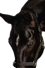 Beautiful black horse in the studio