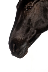 Beautiful black horse in the studio