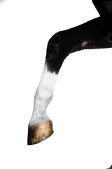 Beautiful black horse in the studio