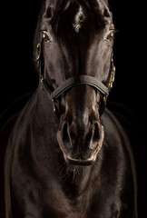 Beautiful black horse in the studio