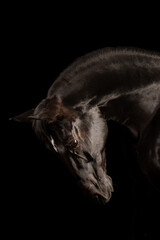 Beautiful black horse in the studio