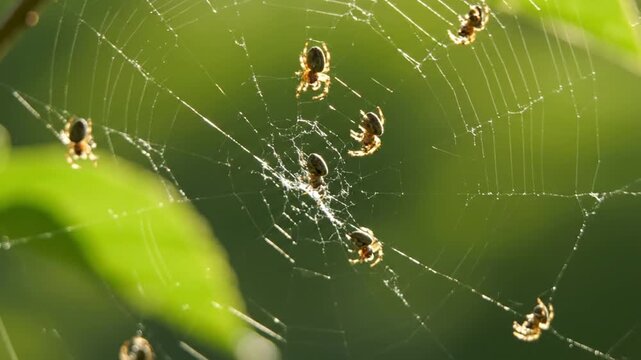 Spiderlings Clustered on Dewy Orb Web in Bright Sunlight Macro Nature Photography