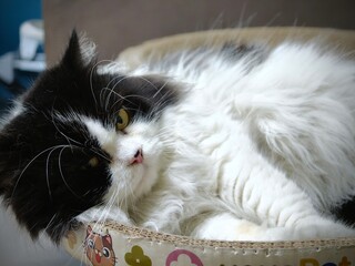 Black and white cat lying in a basket with yellow eyes. Shallow depth of field.