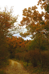 兵庫県・三木市県立公園の秋、紅葉