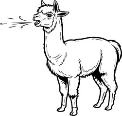 Obraz premium rebellious alpaca unleashing playful charm with a spit of attitude, isolated on transparent background