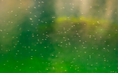 Swarm of mosquitoes on the bank of the pond. A flock of maskites fly by the river. Invasion of parasitic insects.