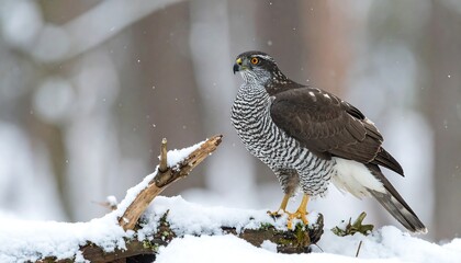 A northern goshawk perches on a snow-covered branch in winter, looking towards its right with blurry background