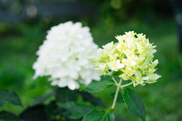 Skyfall Hydrangea Cone Forming in Summer Garden