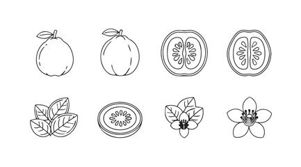 Hand drawn tropical fruits flowers leaves and slices detailed sketch collection vector