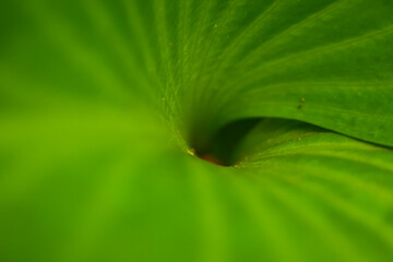 Abstract Green Leaf Swirl Macro Background. Vivid green texture and natural spiral structure of a plant's developing leaf or shoot, creating an abstract and vibrant natural background. 