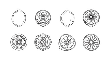 Hand drawn lemon slice and whole fruit set vintage sketch style artistic food elements vector