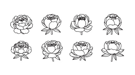 Collection of eight delicate peony flower line drawings with artistic sketchy detail vector