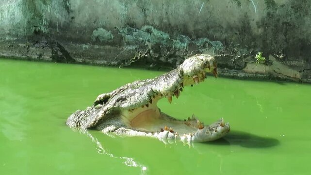 Saltwater crocodile in the water at Tharkayta Crocodile Farm in Yangon, Myanmar