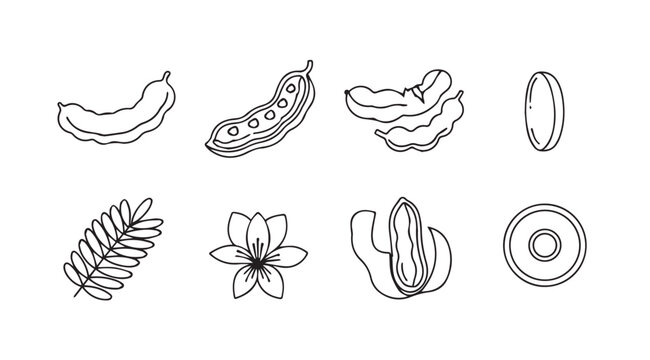 Hand drawn tamarind fruit pods leaves flower and seeds sketch botanical elements collection vector