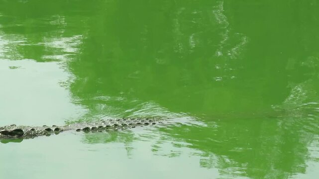 Saltwater crocodile in the water at Tharkayta Crocodile Farm in Yangon, Myanmar
