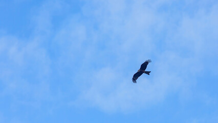 A lone black kite (Milvus migrans) soaring against a blue sky with light white clouds