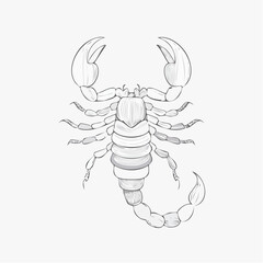 Delicate watercolor sketch of a scorpion on a white background