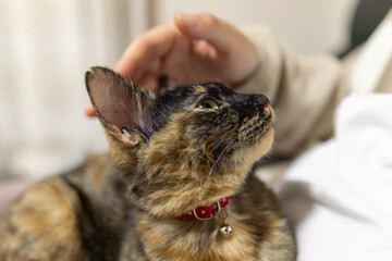 サビ猫