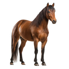 Elegant brown horse standing on transparent background, showing strong posture, smooth coat, and natural realism. Perfect for farm themes, animal designs, riding concepts, and educational visuals.