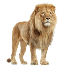 A majestic male lion standing proudly on transparent background, showcasing its golden mane and powerful posture, perfect for wildlife themes, educational materials, branding concepts.