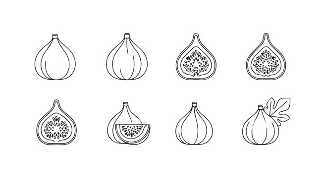 Hand drawn fig fruit collection fresh whole halved sliced and with leaves detailed sketch vector