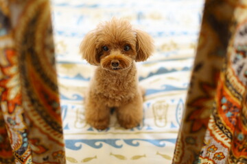 カーテンの向こうでお座りするトイ・プードル